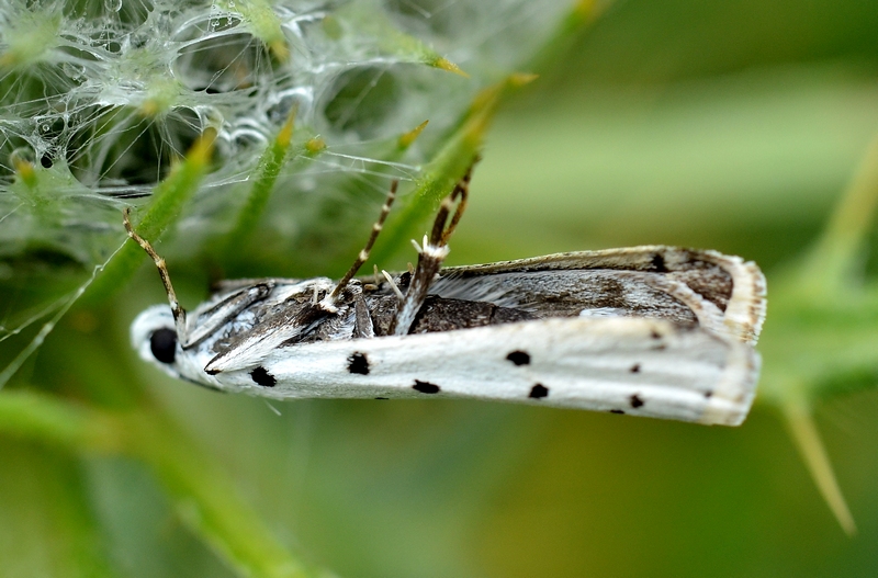 Farfallina bianca a pois - Yponomeuta sp.  Yponomeutidae